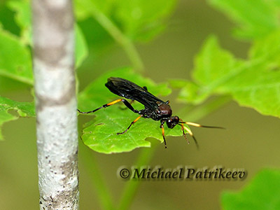Ichneumon centrator